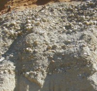  Terrain poreux du Pliocène affleurant à Nefiach  - JPEG - 17.7 ko